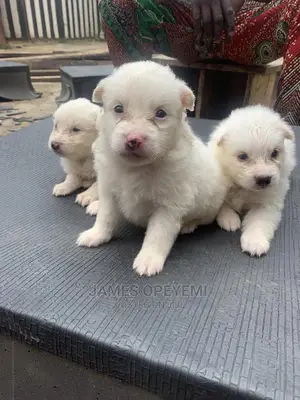 1-3 months Male Purebred American Eskimo