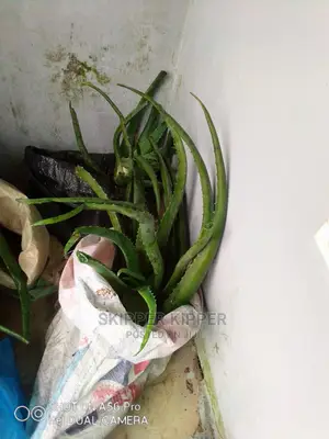 Aloe Vera Seedling