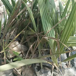 Best Hybrid Dates Palm Seedling