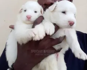 3-6 months Female Purebred American Eskimo