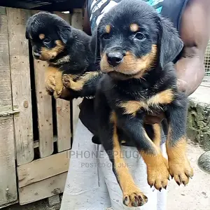 1-3 months Male Purebred Rottweiler