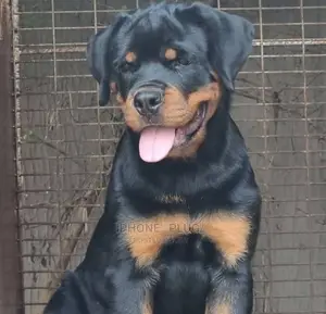 1-3 months Male Purebred Rottweiler