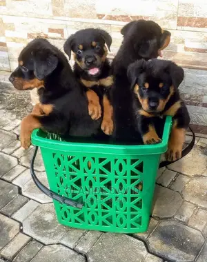 1-3 months Female Purebred Rottweiler
