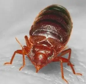 Fumigation Service