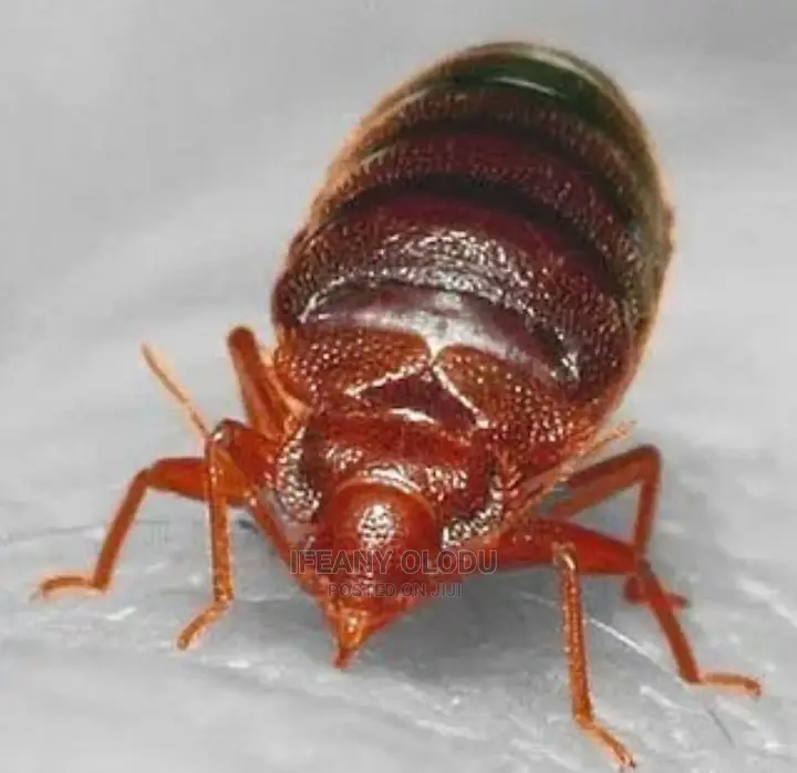 Fumigation Service