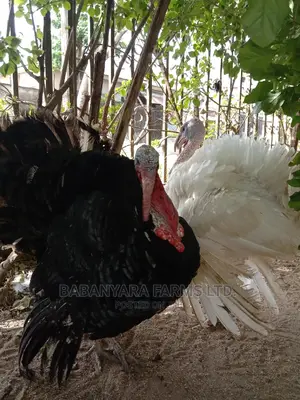 Mature Male Turkeys