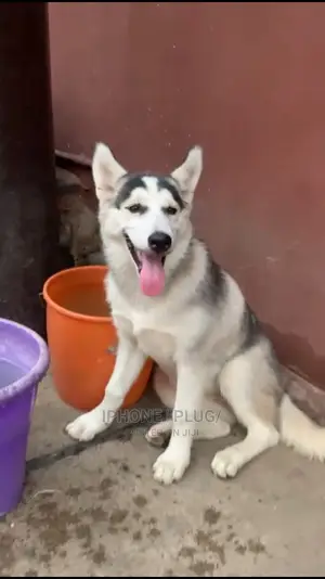 6-12 months Male Purebred Siberian Husky