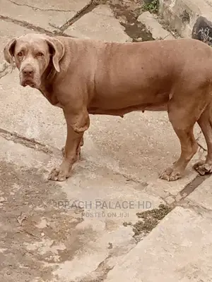 Veterinary and Dog Boarding Services