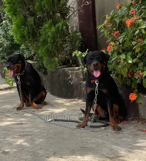 1+ Year Female Purebred Rottweiler