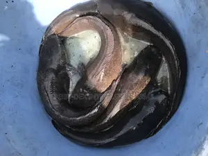 Clarias Broodstocks