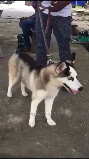 6-12 months Female Purebred Siberian Husky