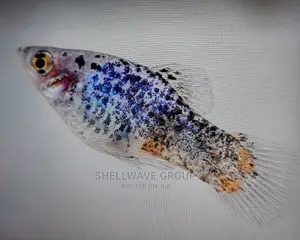 Various Platy Aquarium Fish