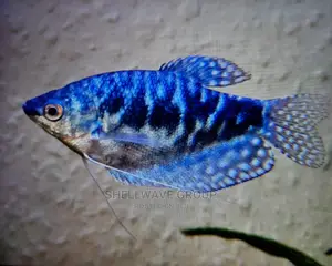 Gourami Fish