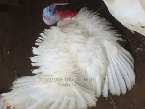 Fat Ass Imported Turkey