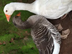 Gaint Canada Goose
