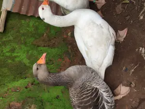 Pair Adult Geese