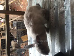 Heavy Pregnant Doe Rabbit