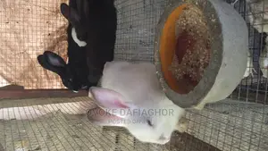 Weaned Bunnies (Rabbits)