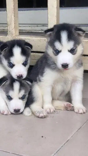 1-3 months Female Purebred Siberian Husky
