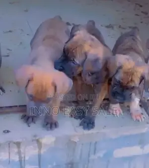 1-3 months Male Purebred Boerboel