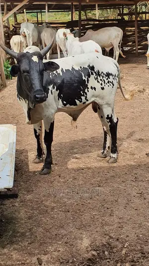 Affordable Cows