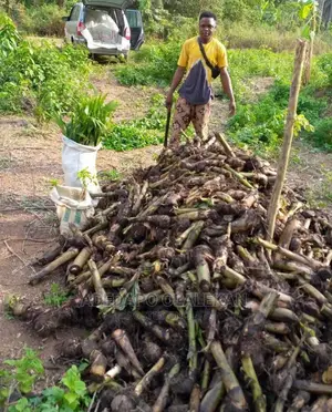 Cameroolian Giant Elephant Plantains Suckers Is Available