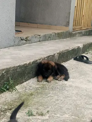 1-3 months Female Purebred German Shepherd