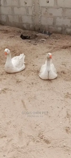 Lovely Well Healthy Goose Are Available for New Place