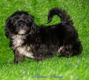 1-3 months Female Purebred Lhasa Apso