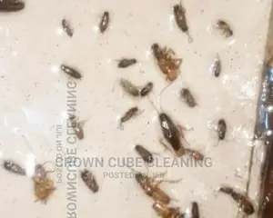 Fumigation All Pest Fumigation