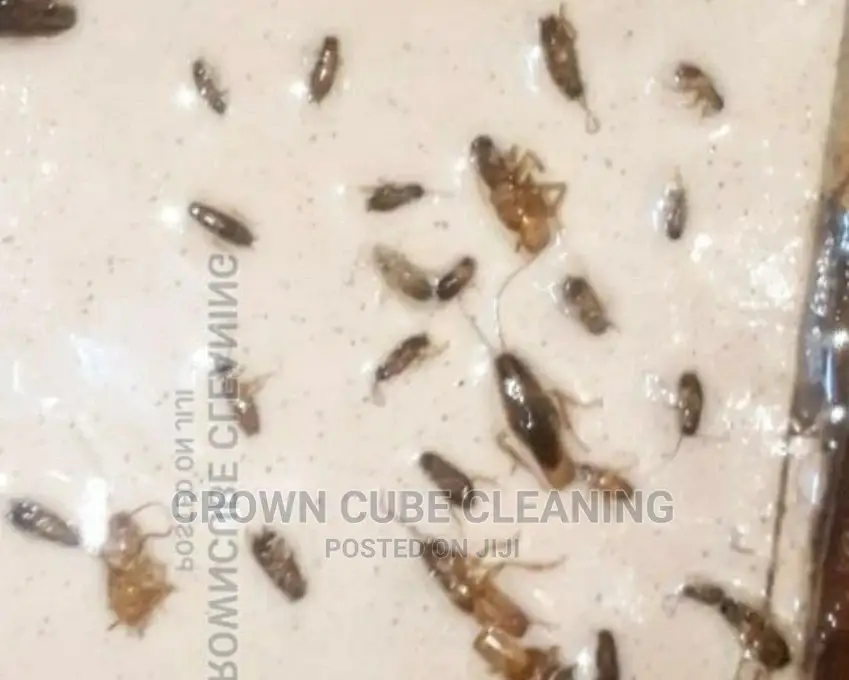 Fumigation All Pest Fumigation