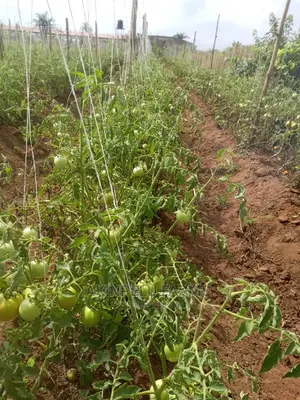 Tomato Farming.