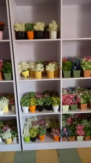 Table Top Plants