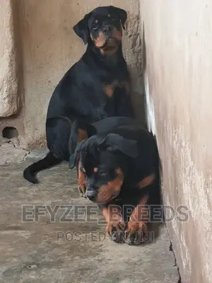 3-6 months Female Purebred Rottweiler