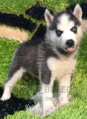 1-3 months Male Purebred Siberian Husky