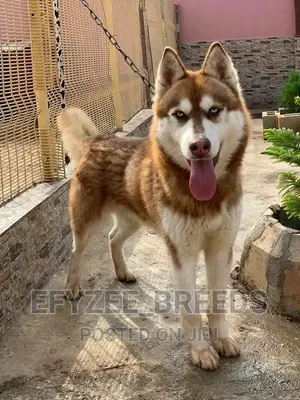 6-12 months Male Purebred Siberian Husky