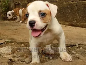 1-3 Months Male Purebred Bulldog