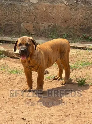 1-3 months Male Purebred Boerboel