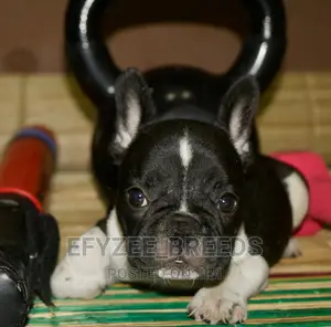 3-6 Months Male Purebred French Bulldog