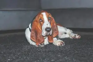 1-3 Months Male Purebred Basset Hound