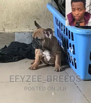 1-3 months Female Purebred French Bulldog