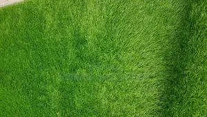 Grass Carpet, #7000 Per SQM 30mm