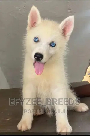 1-3 months Female Purebred Siberian Husky