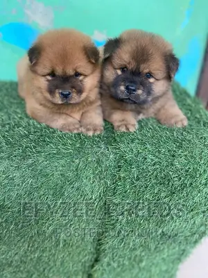 1-3 Months Female Purebred Chow Chow
