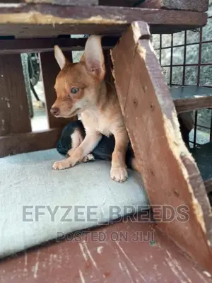 1-3 Months Female Purebred Chihuahua