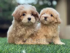 1-3 Months Female Purebred Lhasa Apso