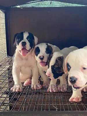 1-3 Months Male Purebred American Bulldog
