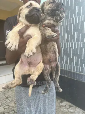 3-6 months Male Purebred Boerboel