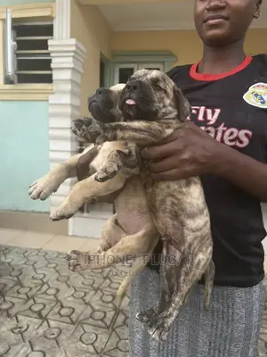 3-6 months Male Purebred Boerboel