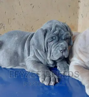 1-3 months Female Purebred Neapolitan Mastiff